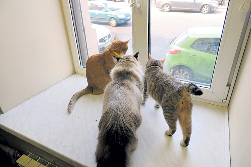 Сразу загрызем или пусть помучается? Прислала Ирина АЛЕКСЕЕВА, Москва