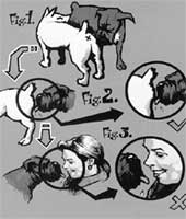 РИСУНОК ИЗ ЖУРНАЛА "QUO": наглядно показал, каким образом жена президента становится носителем собачьих микробов