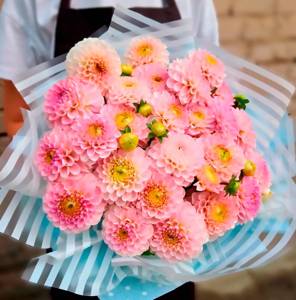 голландские георгины -сезонные цветы