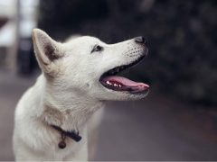 В КоАП добавят штрафы за лающую собаку и автосигнализацию