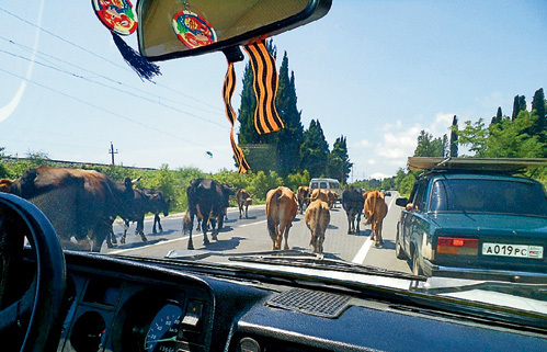 Коровы считают себя полноправными участниками дорожного движения, и с ними никто не спорит