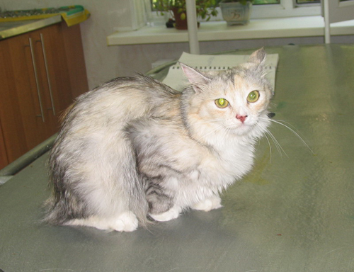 Эта кошка выпала с 16-ого этажа и всего лишь поцарапалось