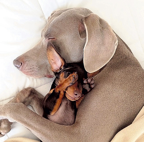 ...и он не хочет с ней расставаться даже во сне