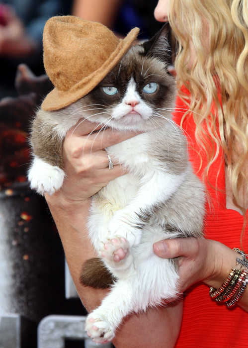 Угрюмый кот - специальный гость церемонии