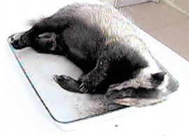 За детоубийство маленького лесного хищника усыпили