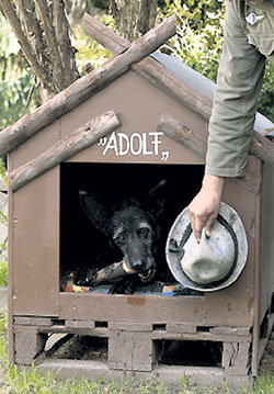 Мирного пса назвали в честь фюрера