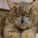 Котофилин